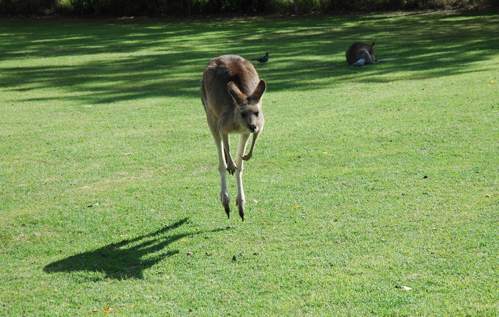 Kangaroo